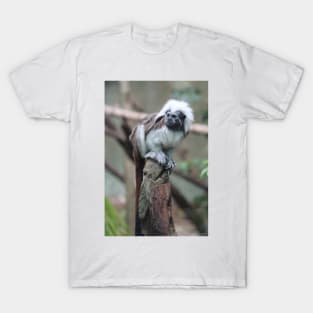 Cotton Top Tamarin T-Shirt